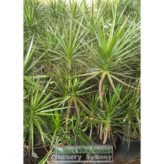 Dracaena Marginata Black Knight Multi 300Mm Default Type