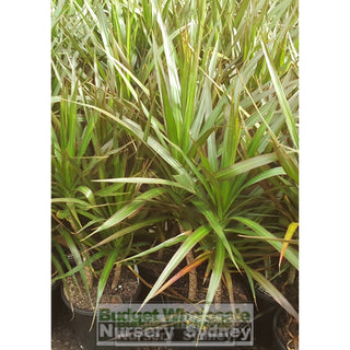 Dracaena Marginata Black Knight Multi 300Mm Default Type