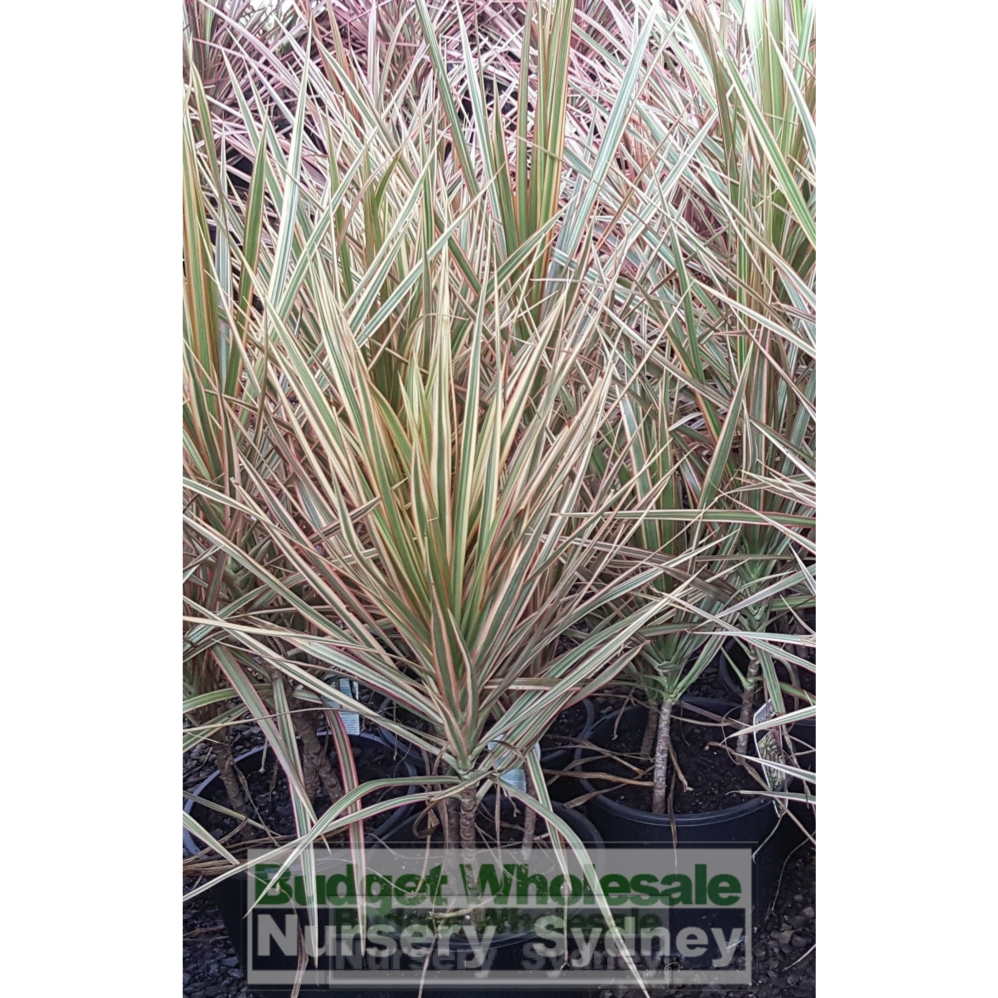 dracaena rainbow tree Dracaena Tricolour (Rainbow Tree) 200mm – BUDGET WHOLESALE NURSERY SYDNEY