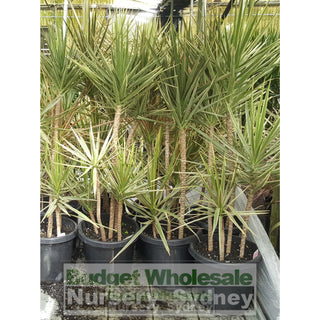 Dracaena Tricolour (Rainbow Tree) Large 300Mm Pot Default Type