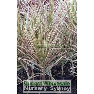 Dracaena Tricolour (Rainbow Tree) Xlarge 250Mm Default Type