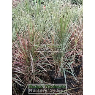 Dracaena Tricolour (Rainbow Tree) Xlarge 250Mm Default Type