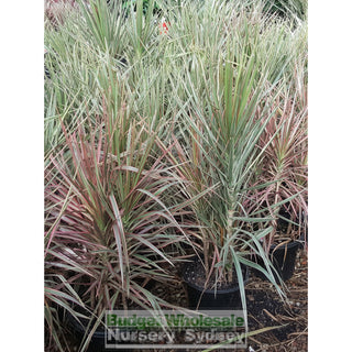 Dracaena Tricolour (Rainbow Tree) Xlarge 250Mm Default Type