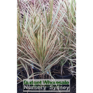Dracaena Tricolour (Rainbow Tree) Xlarge 250Mm Default Type