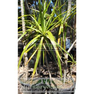 Dracena Marginata 300Mm Pot Plants