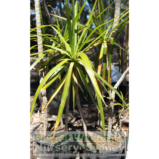 Dracena Marginata 300Mm Pot Plants