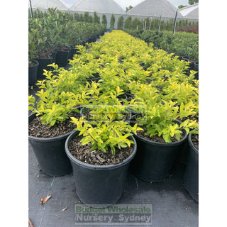 Duranta Gold 200Mm Pot Plants