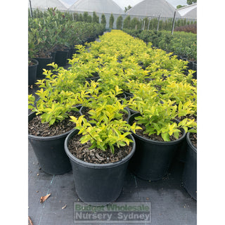 Duranta Gold 200Mm Pot Plants