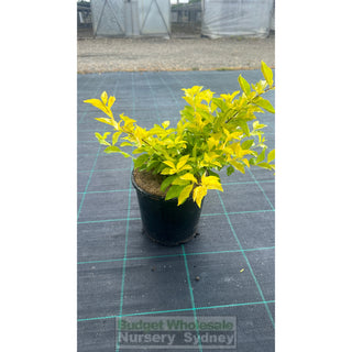 Duranta Gold 200Mm / 175Mm 170Mm Pot Plants