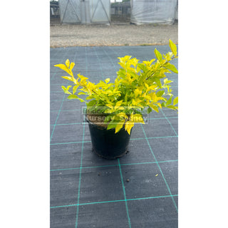 Duranta Gold 200Mm / 175Mm 170Mm Pot Plants