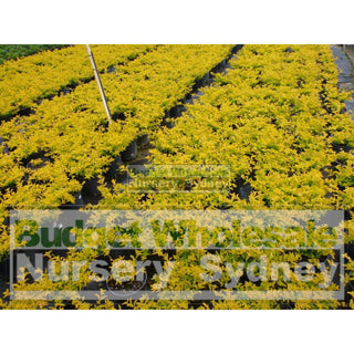 Duranta Gold 200Mm Pot Plants