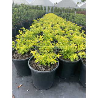 Duranta Gold 200Mm Pot Plants