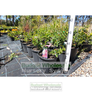 Dwarf Crepe Myrtle 200Mm Pots. Mixed Colours. Used For Bonsai Plants
