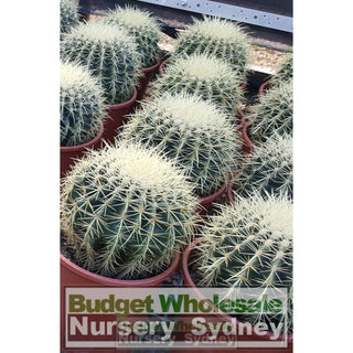 Echinocactus Grusonii (Golden Barrel) Cactus Large 200Mm Pot Default Type