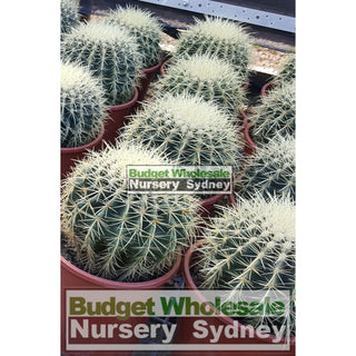 Echinocactus Grusonii (Golden Barrel) Cactus Large 200Mm Pot Default Type