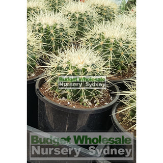 Echinocactus Grusonii (Golden Barrel) Cactus Small 140Mm Default Type