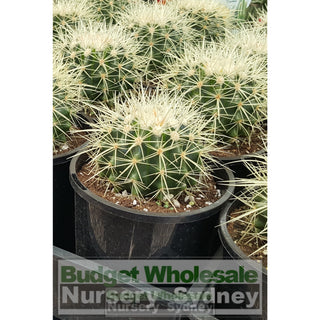Echinocactus Grusonii (Golden Barrel) Cactus Small 140Mm Default Type