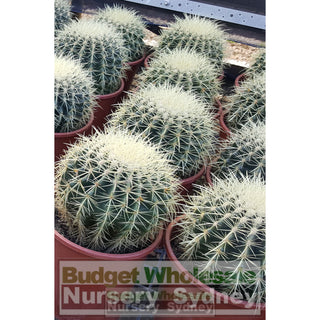 Echinocactus Grusonii (Golden Barrel) Cactus Small 140Mm Default Type