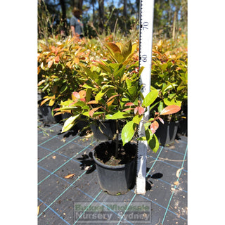 Elaeocarpus Eumundi 200Mm Pot Plants