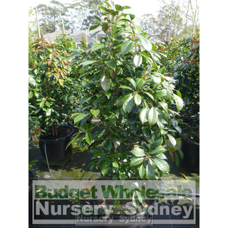 Elaeocarpus Eumundi Extra Large 45Lt Bag Plants