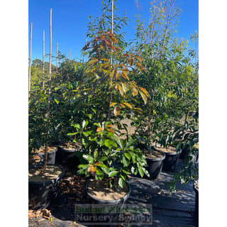 Elaeocarpus Eumundi Extra Large 45Lt Bag Plants