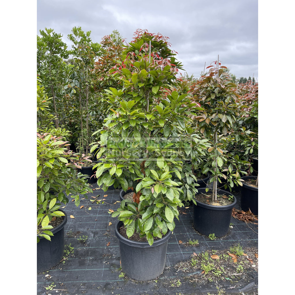 Elaeocarpus Eumundi XXLarge 500mm pot / 75L Bag Budget Wholesale