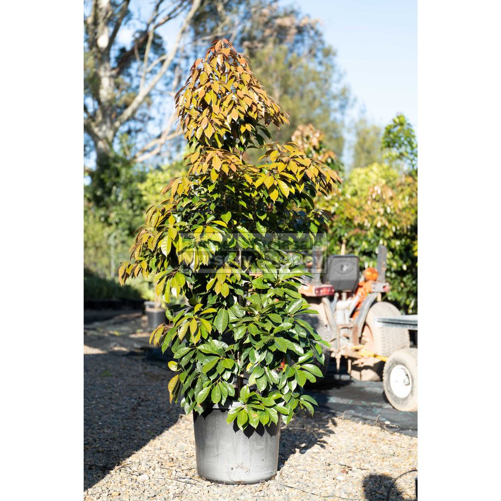 Elaeocarpus Eumundi XXLarge 500mm pot / 75L Bag Budget Wholesale