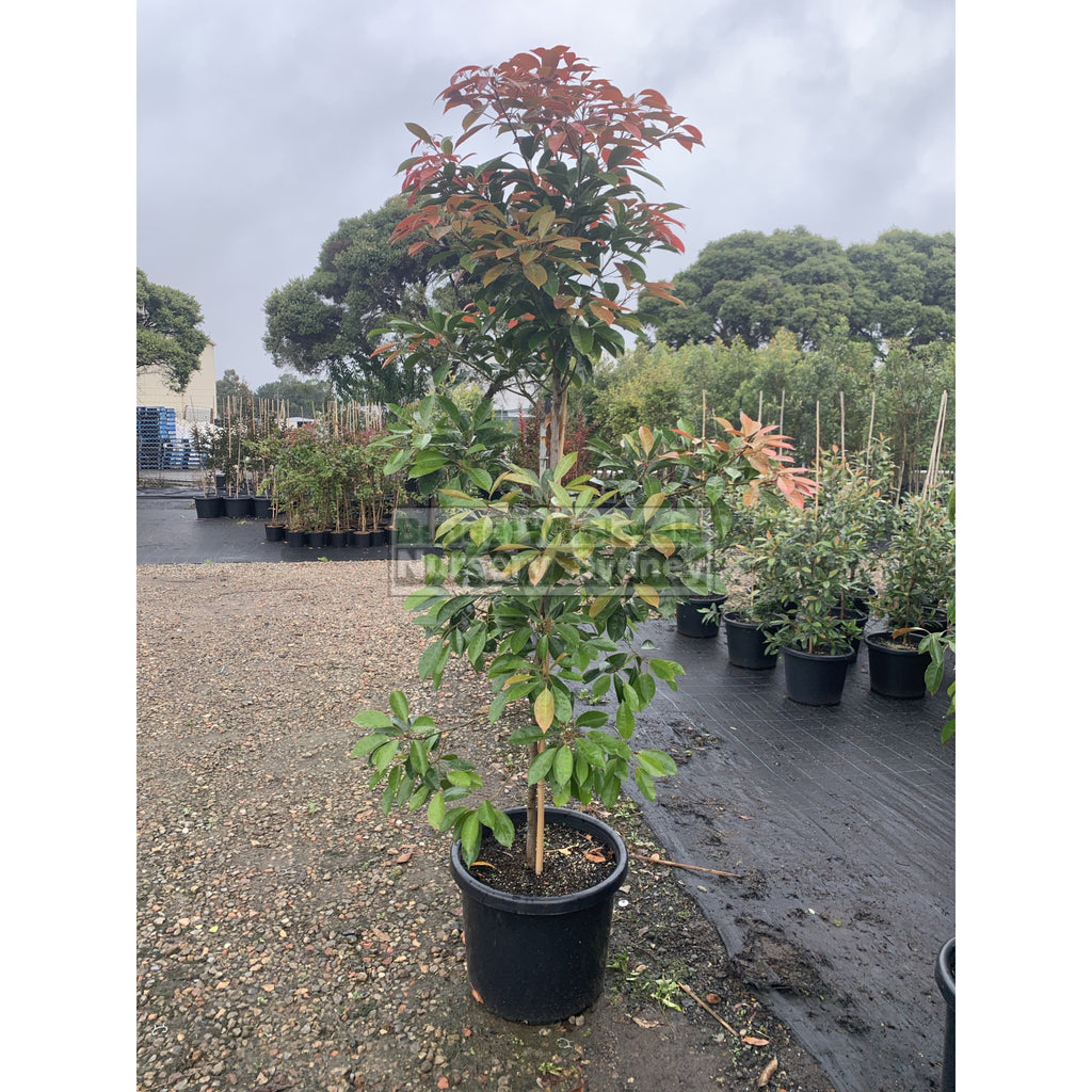 Elaeocarpus Eumundi XXLarge 500mm pot / 75L Bag Budget Wholesale