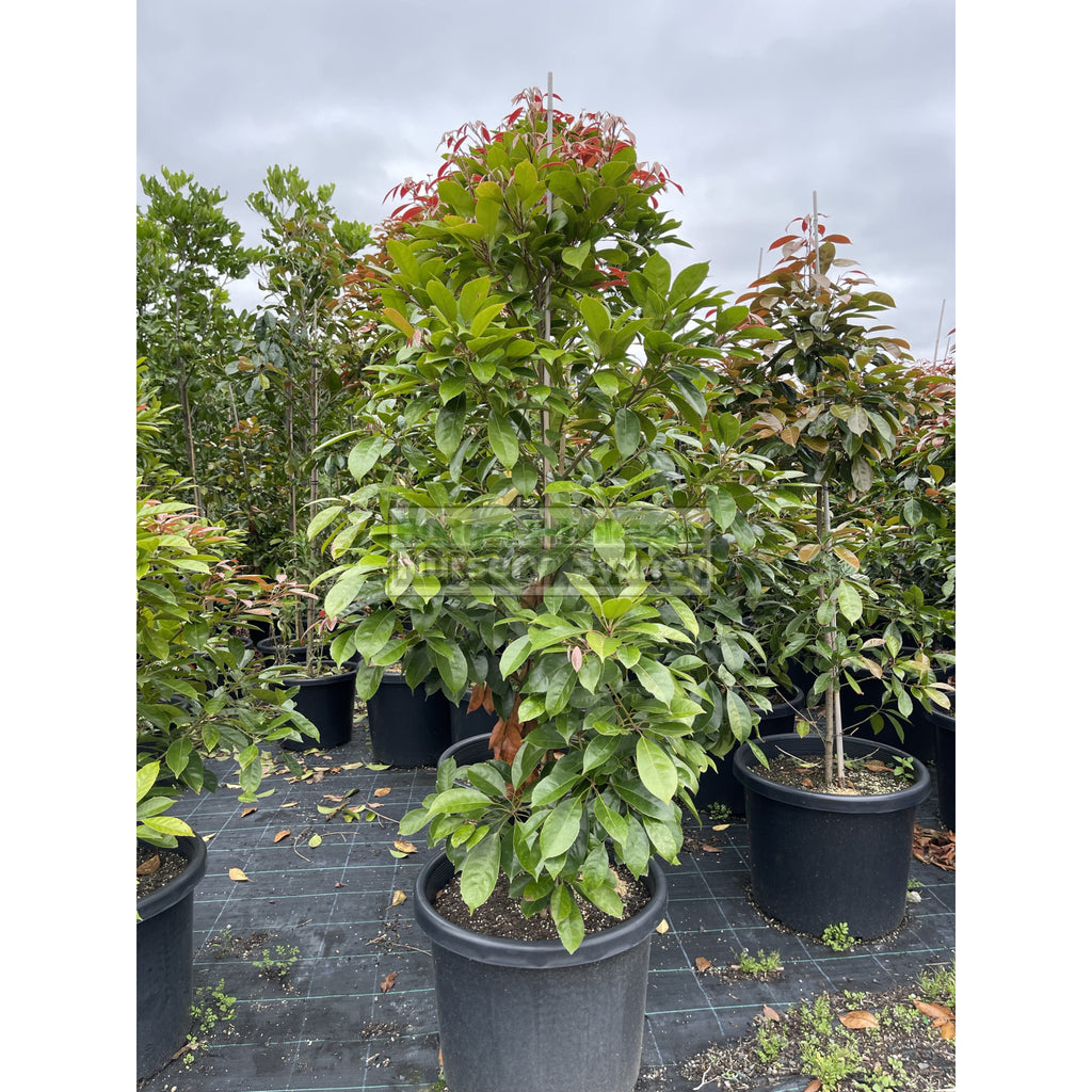 Elaeocarpus Eumundi XXLarge 500mm pot / 75L Bag Budget Wholesale