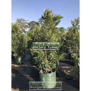 Elaeocarpus Reticulatus 100Lt Bag Or Blueberry Ash Tree Plants