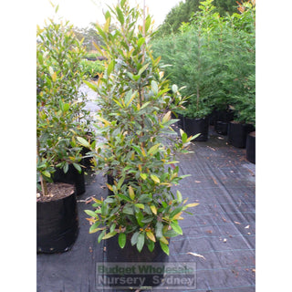 Elaeocarpus Reticulatus 100Lt Bag Or Blueberry Ash Tree Plants