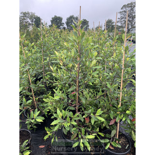 Elaeocarpus Reticulatus 300Mm Pot / 25Lt Or Blueberry Ash Tree Plants
