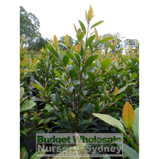 Elaeocarpus Reticulatus 300Mm Pot / 25Lt Or Blueberry Ash Tree Plants