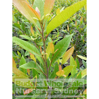 Elaeocarpus Reticulatus 300Mm Pot / 25Lt Or Blueberry Ash Tree Plants