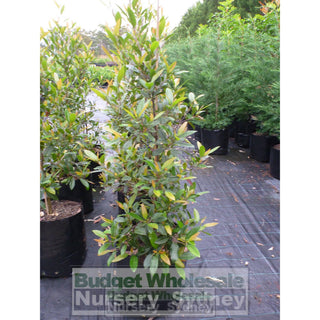 Elaeocarpus Reticulatus 45Lt Bag Or Blueberry Ash Tree Plants