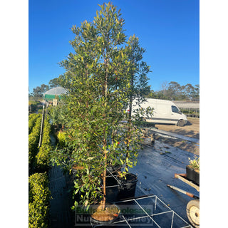 Elaeocarpus Reticulatus 45Lt Bag Or 400Mm Pot Blueberry Ash Tree Plants