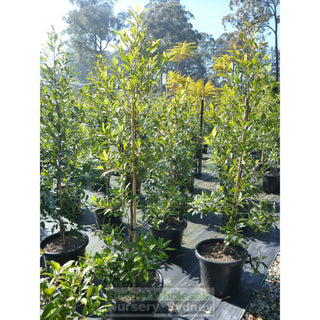 Elaeocarpus Reticulatus 45Lt Bag Or Blueberry Ash Tree Plants