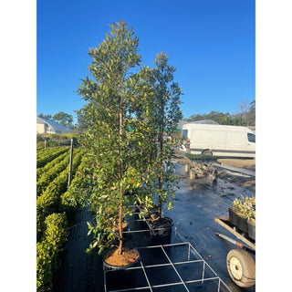 Elaeocarpus Reticulatus 45Lt Bag Or 400Mm Pot Blueberry Ash Tree Plants