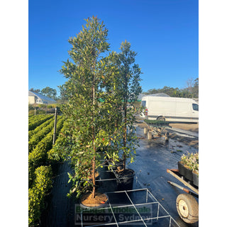 Elaeocarpus Reticulatus 45Lt Bag Or 400Mm Pot Blueberry Ash Tree Plants