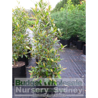 Elaeocarpus Reticulatus 75L Bag / 500Mm Pot Or Blueberry Ash Tree Plants