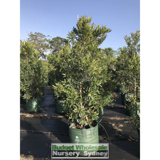 Elaeocarpus Reticulatus 75L Bag / 500Mm Pot Or Blueberry Ash Tree Plants