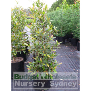 Elaeocarpus Reticulatus 75L Bag / 500Mm Pot Or Blueberry Ash Tree Plants