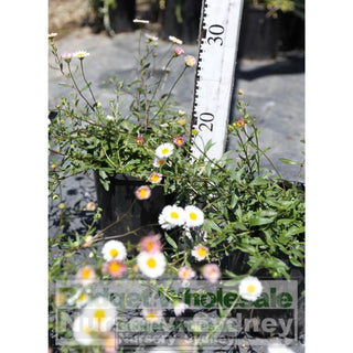 Erigeron Profusion 140Mm Pot. Daisy Flowers Plants