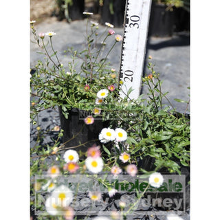 Erigeron Profusion 140Mm Pot. Daisy Flowers Plants