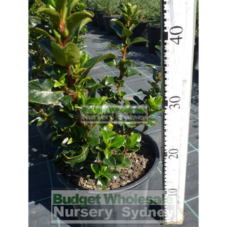 Escallonia Iveyi 200Mm/180Mm Pot. Premium Plants Plants