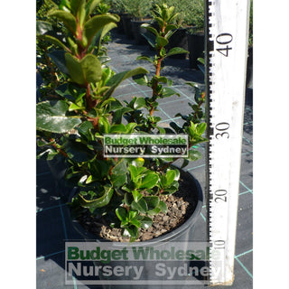 Escallonia Apple Blossom 200Mm Pot. Premium Plants Plants