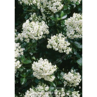 Escallonia Iveyi 200Mm/180Mm Pot. Premium Plants Plants