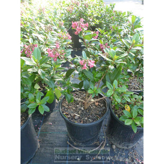 Escallonia Macrantha Rubra 200Mm Pot Plants