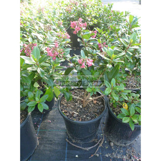 Escallonia Macrantha Rubra 200Mm Pot Plants