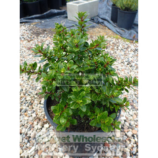 Escallonia Pink Pixie 200Mm Pot Plants